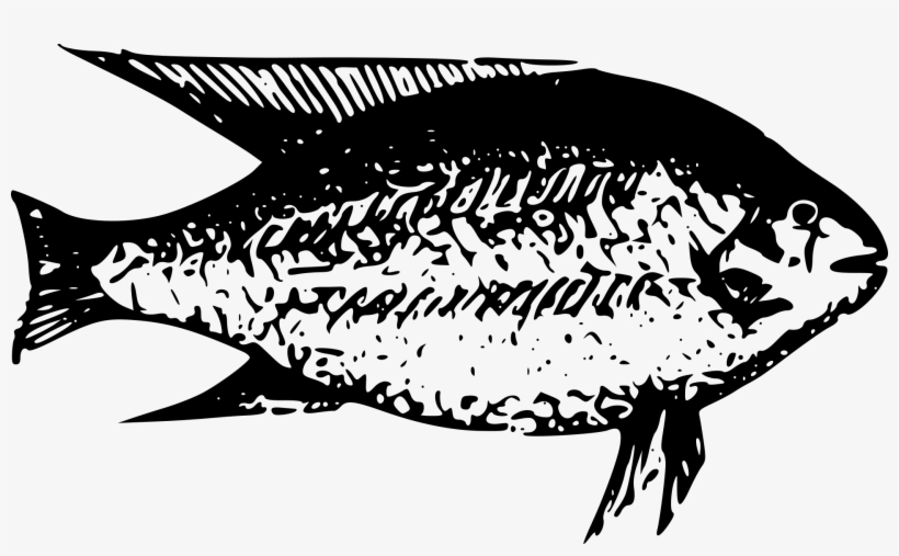 A Child's Drawing Of African Fish - Fresh Water, transparent png download