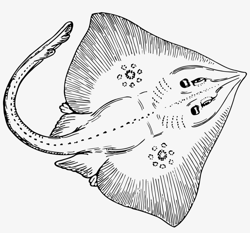Big Image - Sting Ray Images Clip Art, transparent png download