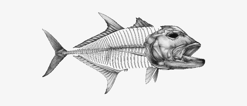 Decal Gt Decals 1 V=1475006683 - Swordfish, transparent png download