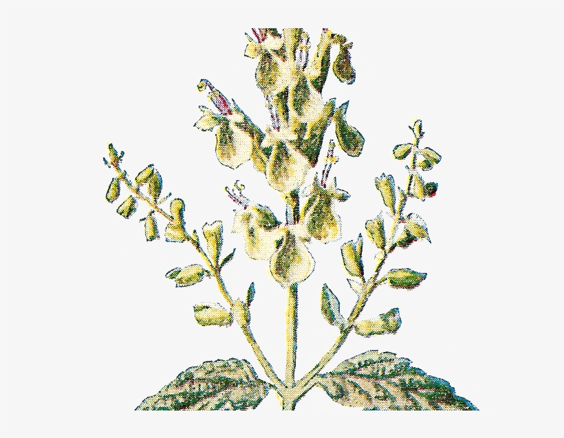 Clipart Resolution 1060*556 - Rustic Flower Png, transparent png download