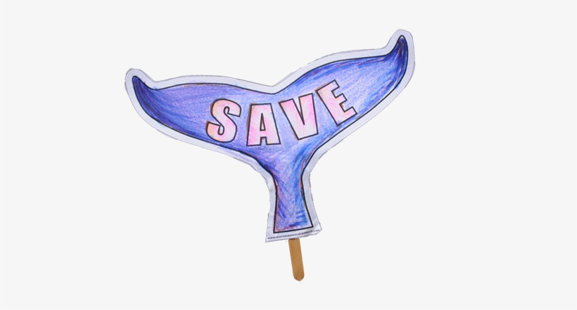 We Would Like To Invite All Local Schools & Community - Save The Whales Transparent, transparent png download