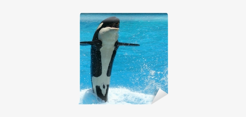 A Young Killer Whale Tail Walks Across The Water Wall - Killer Whale, transparent png download