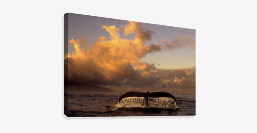 Humpback Whale Tail In Water Southeast Ak Digital Original - Posterazzi Humpback Whale Tail In Water Southeast Ak, transparent png download