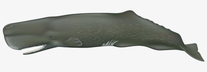 Sperm Whale - Sperm Whale No Background, transparent png download