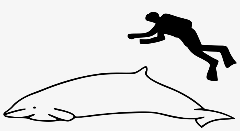 Humpback Whale And Person, transparent png download