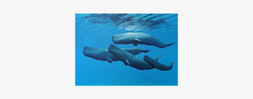 Sperm Whale, transparent png download
