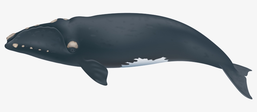Northern Right Whale - Right Whales, transparent png download