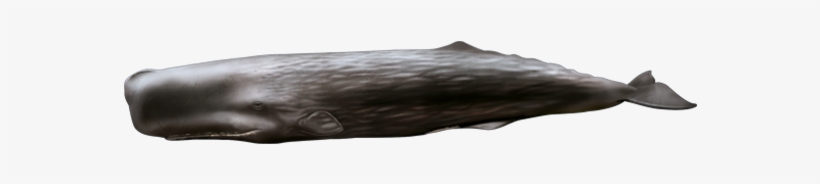 Sperm Whale, transparent png download