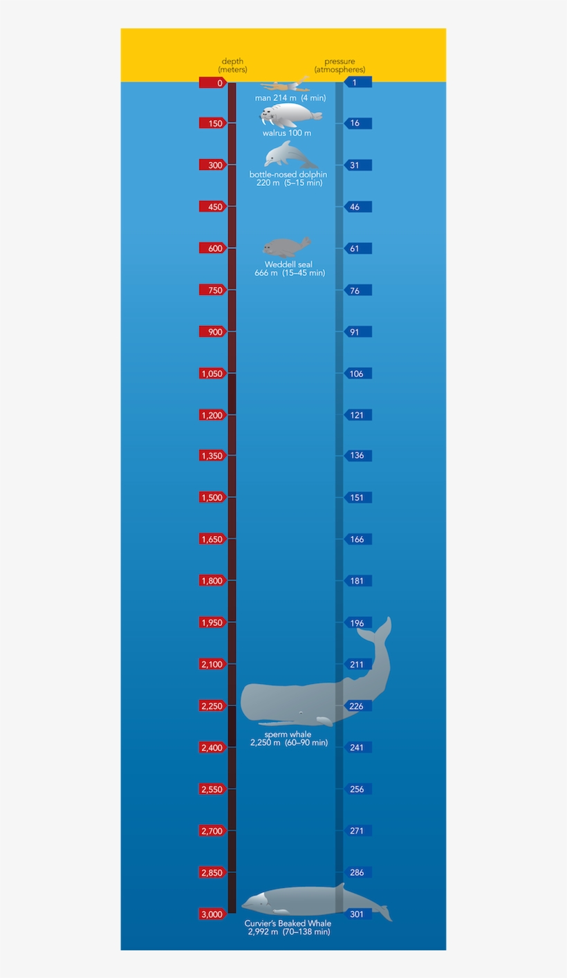 <p><strong>sf Fig - 9 - 3 - </strong> Diving - Ruler, transparent png download