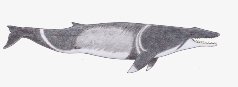 Where Filter Feeding Started By Https - Whales, transparent png download