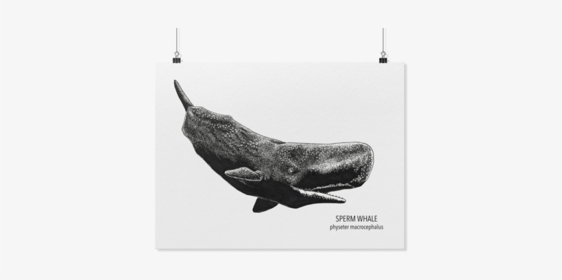 Sperm Whale Art Poster Kohola Kai Creative - Whale Flukes Pendant Necklace | Faux Suede | Whale, transparent png download