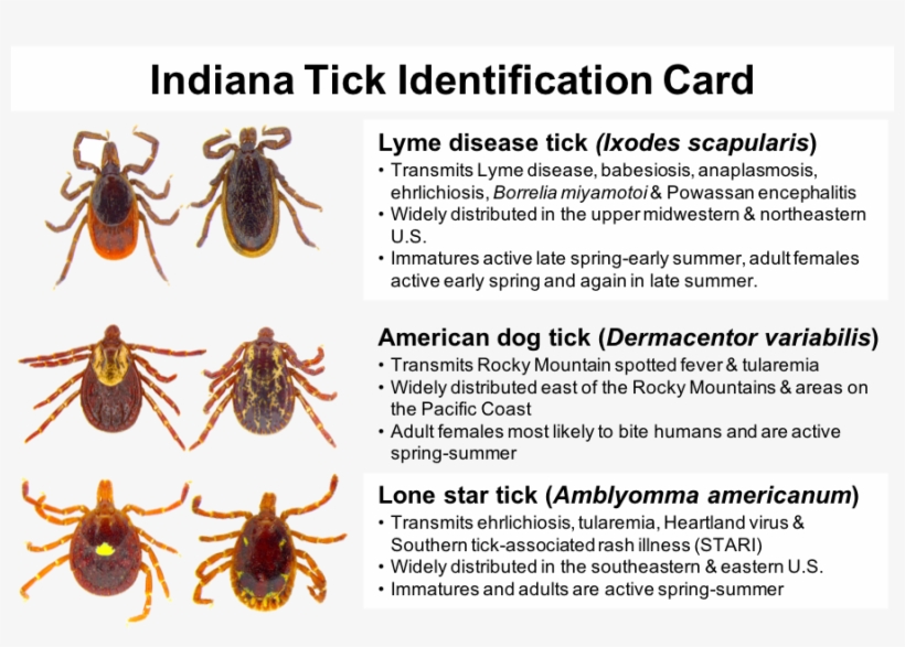 Front - Identity Document, transparent png download