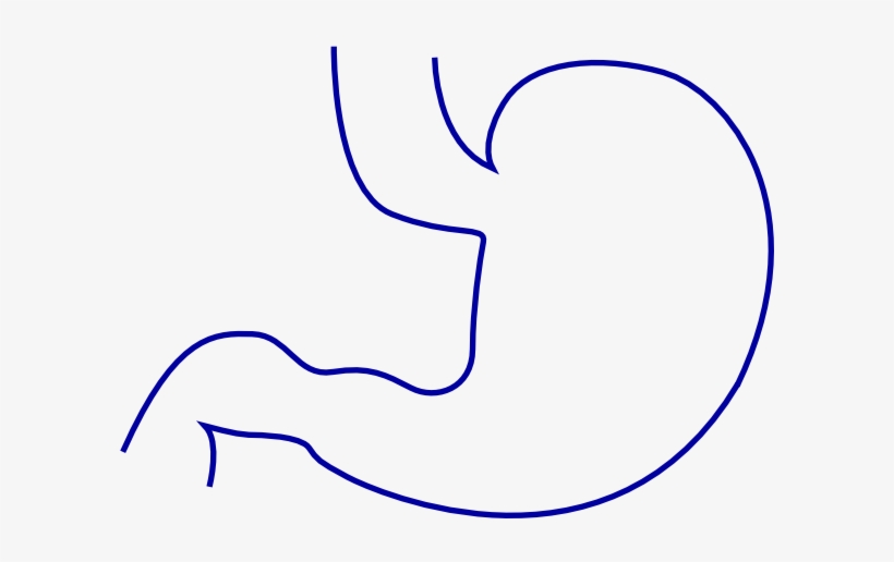 Intestines Clip Art - Clip Art, transparent png download