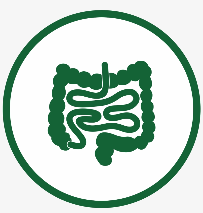 Gut Brain Love Axis, transparent png download