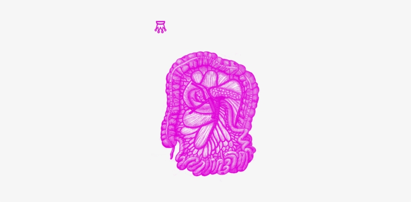 Intestines - Zazzle Menschliche Intestinale Anatomie 1902 Vintager, transparent png download
