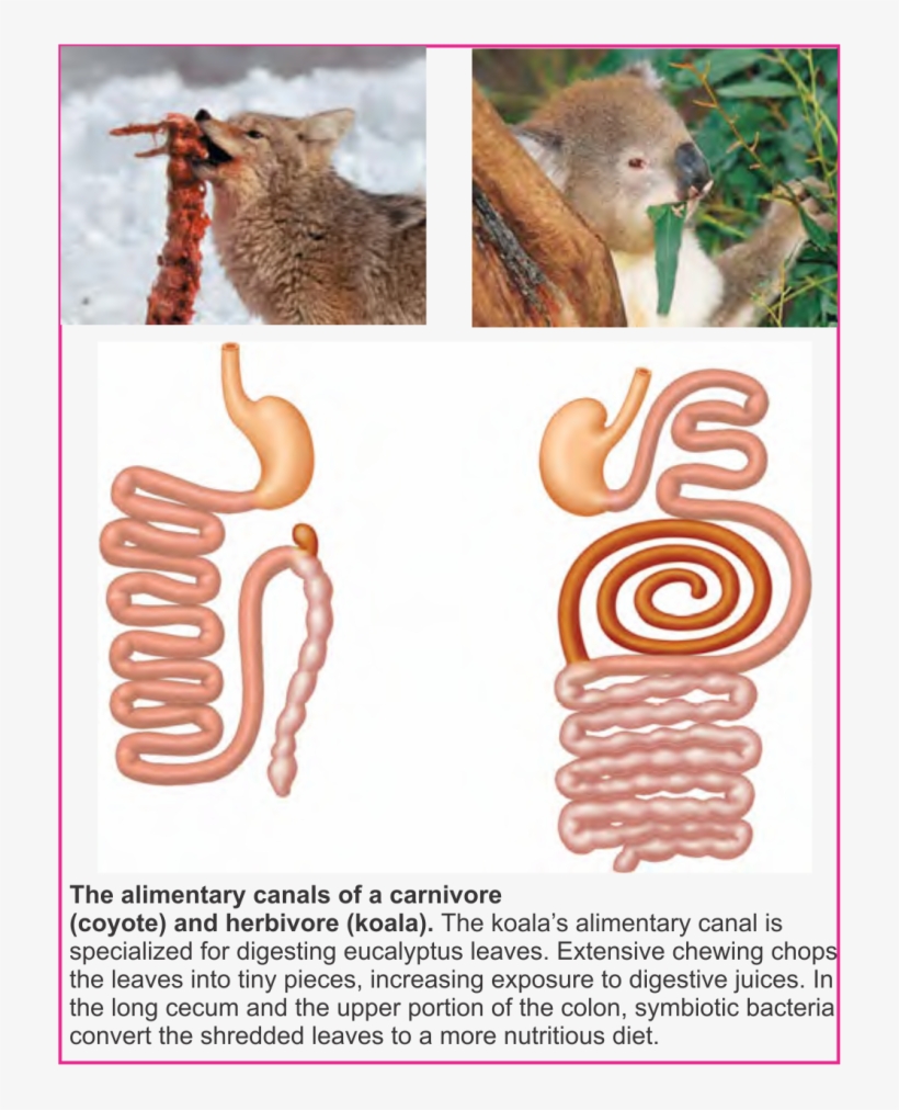 Although These Two Mammals Are About The Same Size, - Digestive Tract Of Herbivores, transparent png download