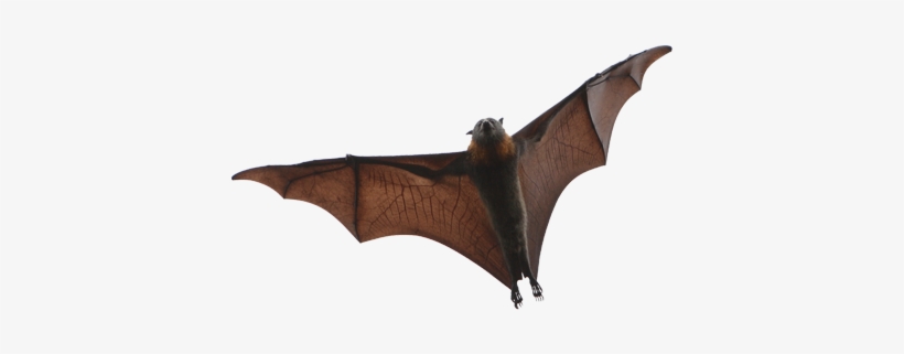 Bat - Little Brown Bat New England, transparent png download