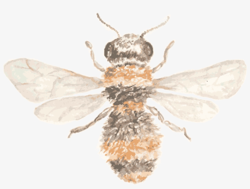 Hb Beeicon, transparent png download