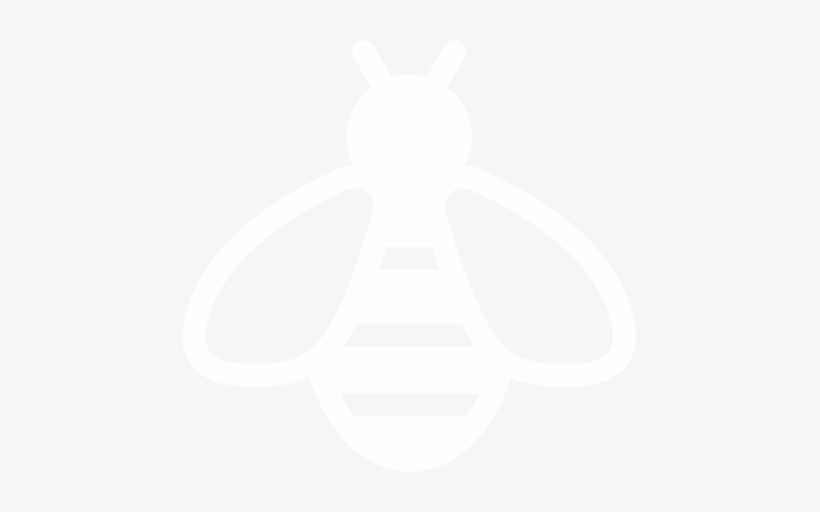 Insect, transparent png download