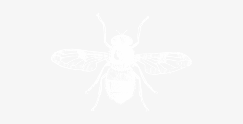 Bee Icon Wht - Decal, transparent png download