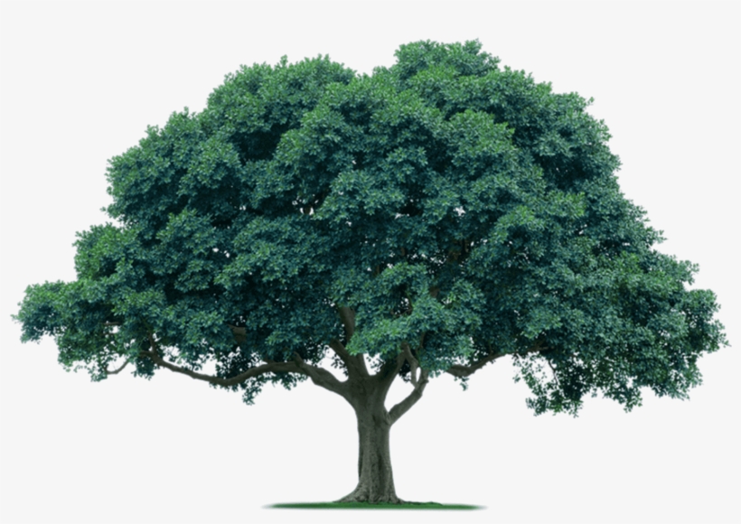 Fostermore Tree - Book Cover On Environment, transparent png download