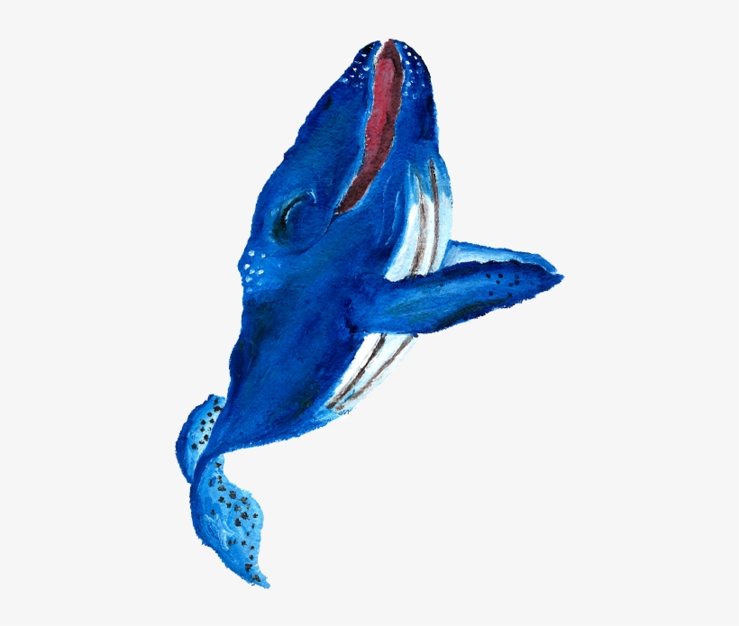 Humpback Whale, transparent png download