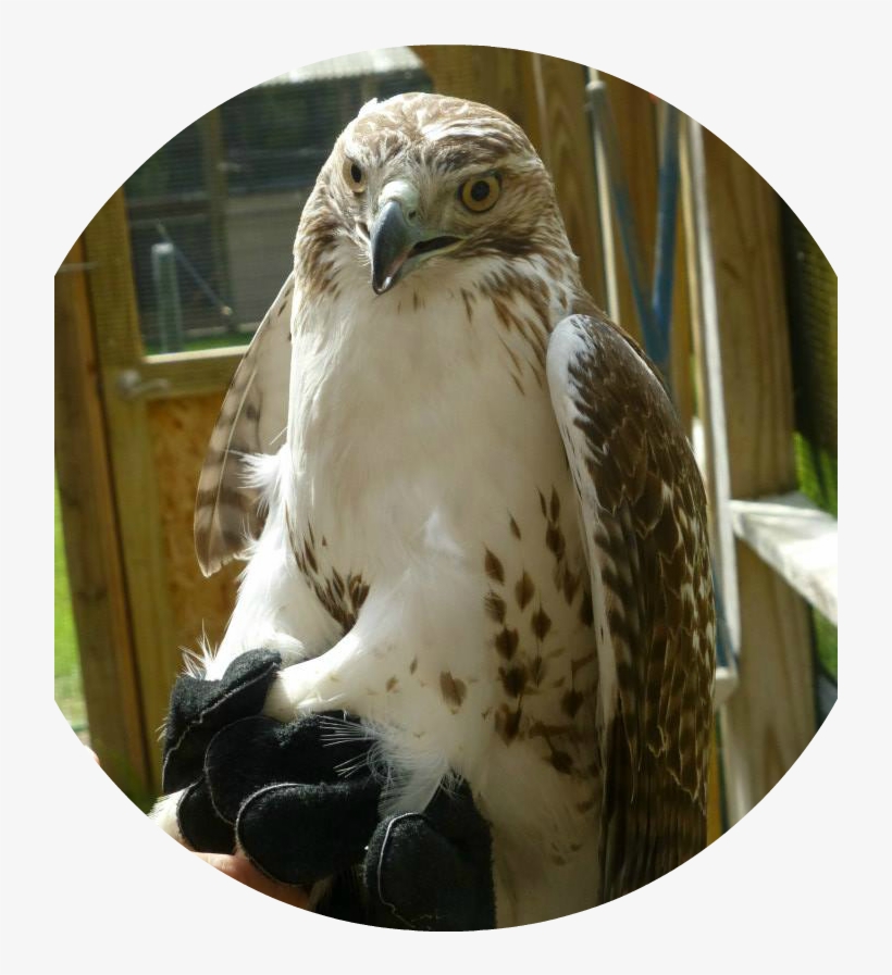 The Red-tailed Hawk - Red-tailed Hawk, transparent png download