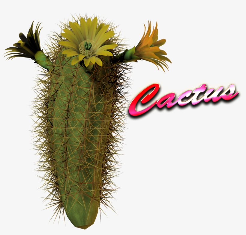 Cactus Png Hd Image - Cacrtus Png, transparent png download
