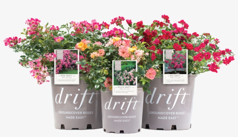 Driftpots Tags Isolated - Flower, transparent png download