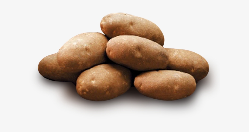 Free Icons Png - Hazelnut, transparent png download