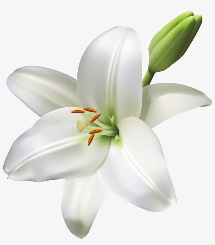 Lily Flower Transparent Png Clip Art Image Transparent PNG 7318x8000