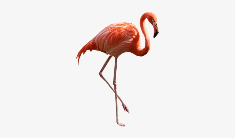 Flamingo Clipart Wing Open - Flamingo Png, transparent png download