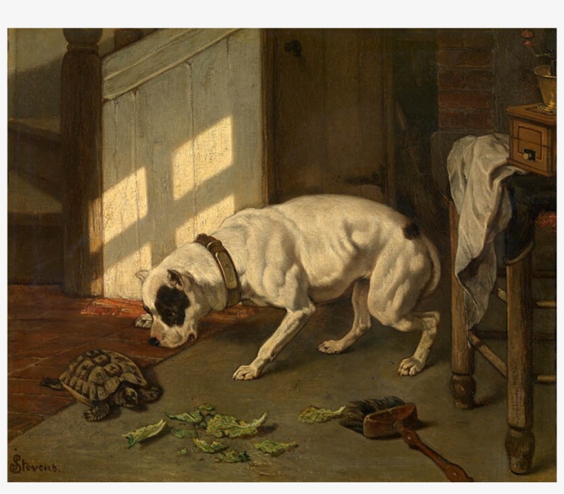Dog And Turtle - Wikimedia Commons, transparent png download