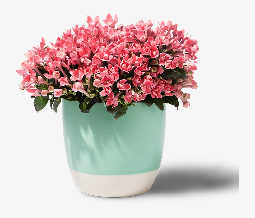 3am Edt - Azaleia Flor Png, transparent png download