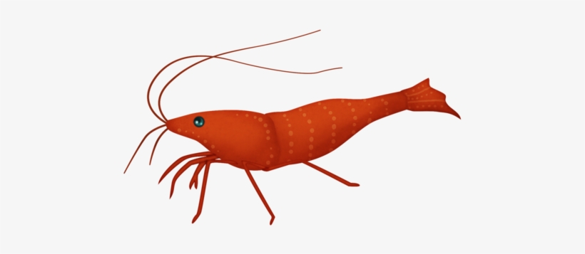 Mlfef-shrimp - Homarus, transparent png download