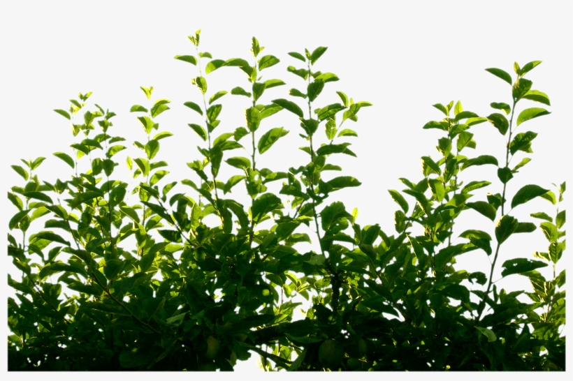 Green Leaf Png Pic - Green Leaf By Cindysart Stock, transparent png download