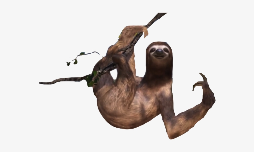 Picture Free Library Sloths Posted Years Ago With Notes - Sloth, transparent png download