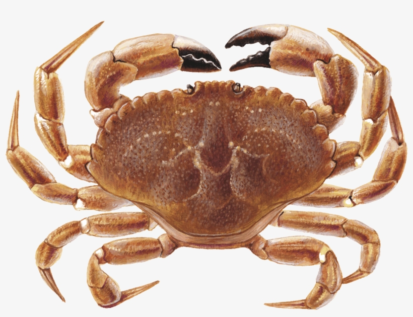 Jonah Crab, transparent png download
