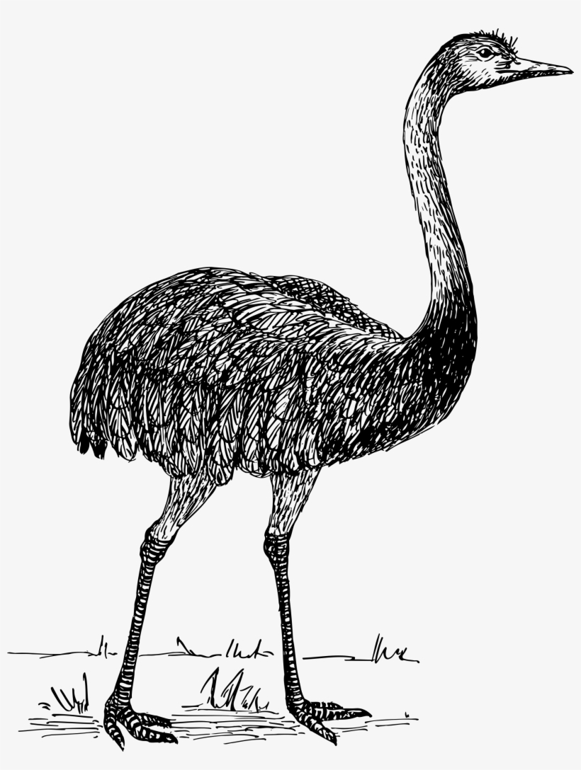 Ostrich Drawing Vintage - Ñandú Vector, transparent png download