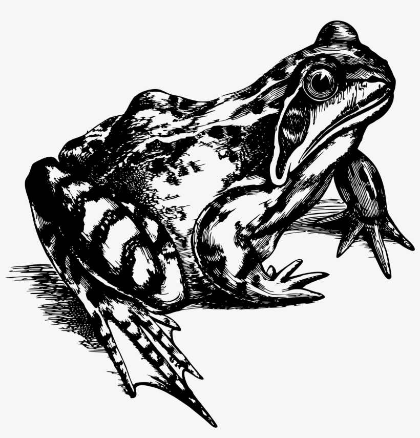 This Free Icons Png Design Of Common Frog, transparent png download