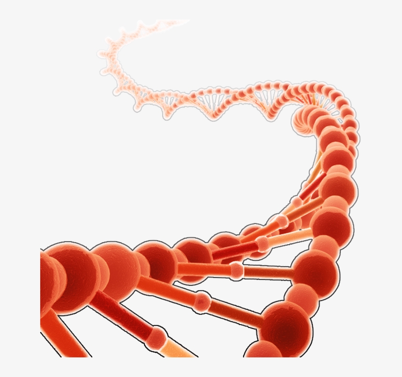 Dna Clipart Red - Brin D Adn Png, transparent png download