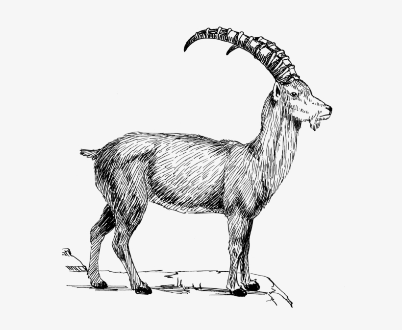 Goat 1 - Ibex Png, transparent png download