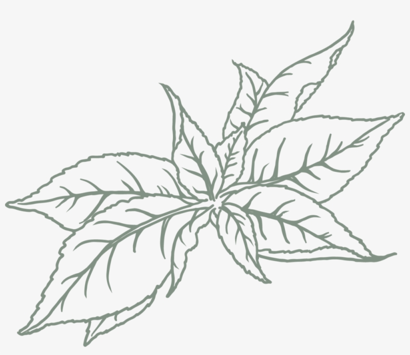 Green Tea - Hedychium Coronarium, transparent png download