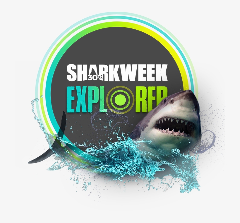 Thanks For Visiting Shark Explorer We'll Be Bringing - Sharks: Discover Their Underwater World!. [book], transparent png download