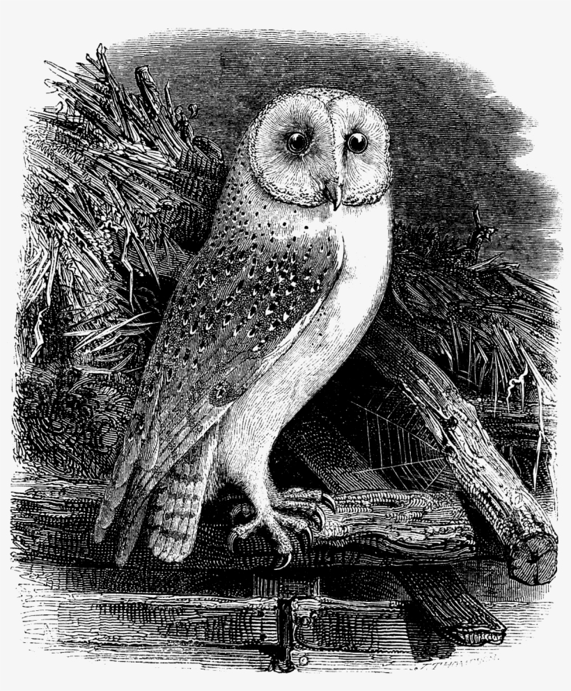 Owl Clip Art - Thank You School Principal For Being So Wise Card, transparent png download