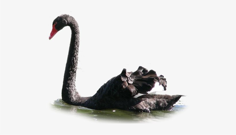 Tubes Cygne En Png, transparent png download