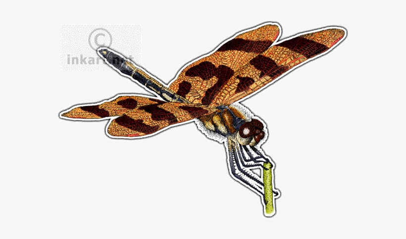 Halloween Pennant Dragonfly Art Decal - Halloween Pennant Dragonfly Throw Blanket, transparent png download