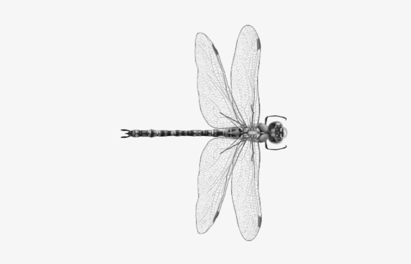Net-winged Insects, transparent png download
