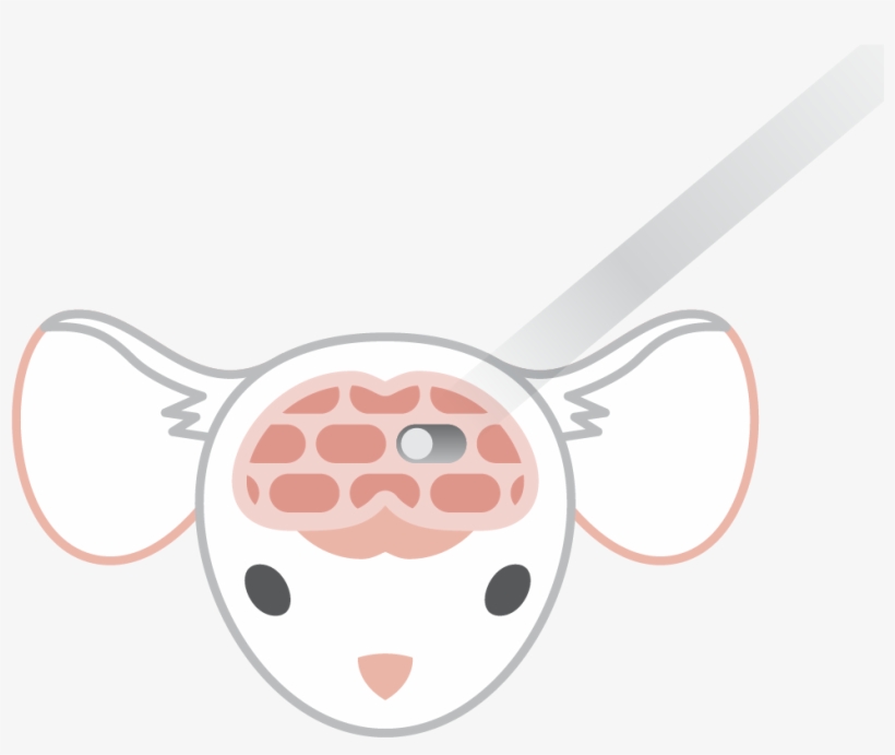 Optogenetics Infographic For Web-01, transparent png download