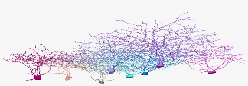 2i, Neurons, Neuroscience, Eyewire - Neuron, transparent png download